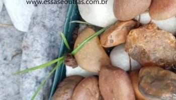 Combater Tiririca no Jardim – Como Acabar com Alho Sillvestre na Horta