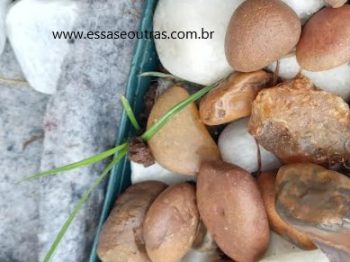 Combater Tiririca no Jardim – Como Acabar com Alho Sillvestre na Horta