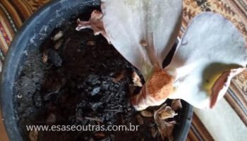 Decapitar Echeveria Gigante –  Fazer Decapitação de Suculenta