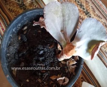 Decapitar Echeveria Gigante –  Fazer Decapitação de Suculenta