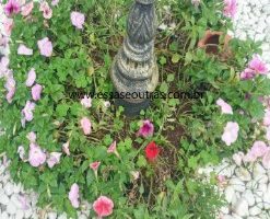 Como Fazer Muda da Petúnia – Renovar Vaso de Petúnia e Flor