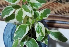 Coromandel Variegata – Foto da Muda, Panc, Asystasia Gangética