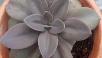 Echeveria Gibbiflora Metálica Foto da Muda, Cuidar da Suculenta