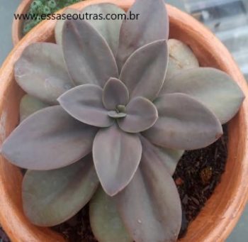 Echeveria Gibbiflora Metálica Foto da Muda, Cuidar da Suculenta