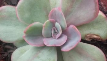 Echeveria Goiabinha – Foto da Muda, Como Cuidar da Suculenta