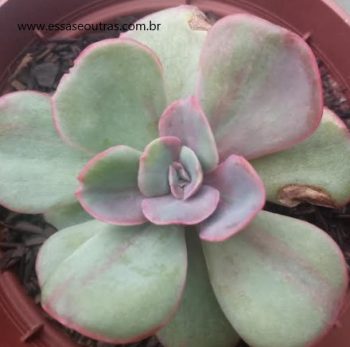 Echeveria Goiabinha – Foto da Muda, Como Cuidar da Suculenta