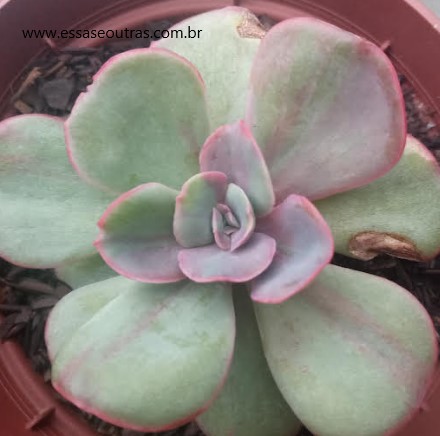 muda-da-echeveria-goiabinha-
