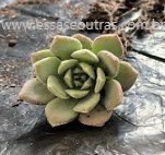 Echeveria Humberto Villa – Foto da Muda, Cor da Flor da Suculenta