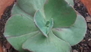 Echeveria Suyon – Como Fazer Muda, Substrato para Suculentas