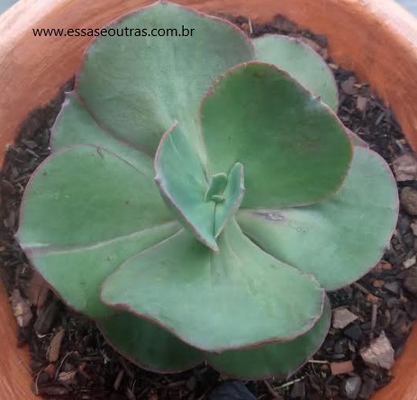 muda-da-suculenta-echeveria-suyon-