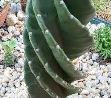 Cacto Parafuso – Foto da Muda, Plantio, Flor e Como Cuidar