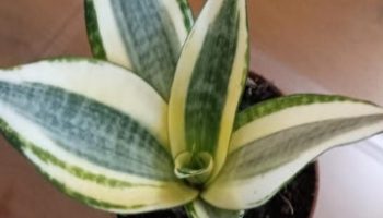 Mini Espada de São Jorge Variegata – Foto da Muda da Espadinha ou Espada Anã