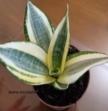 Mini Espada de São Jorge Variegata – Foto da Muda da Espadinha ou Espada Anã