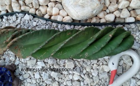 muda-do-cacto-parafuso-