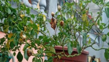 Roseira Pendente – Como Cuidar de Rosa de Galhos que Caem