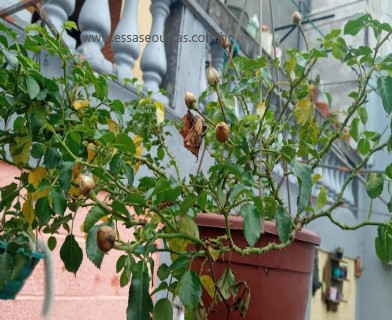 muda-de-roseira-pendente-