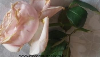 Rosa Sem Espinhos Trepadeira – Como Fazer Muda e Plantar