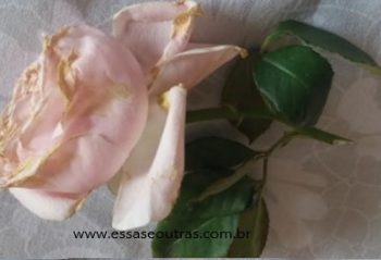 Rosa Sem Espinhos Trepadeira – Como Fazer Muda e Plantar