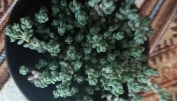 Sedum Dasyphyllum Minor e Major – Foto da Muda e Cuidados