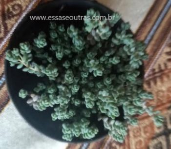 Sedum Dasyphyllum Minor e Major – Foto da Muda e Cuidados