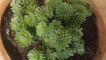 Suculenta Pompom – Sedum Multiceps – Árvore De Josué