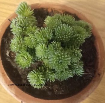 Suculenta Pompom – Sedum Multiceps – Árvore De Josué