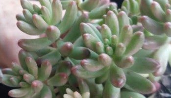 Sedum Rubrotintum Aurora Variegata – Como Cuidar, Foto da Muda