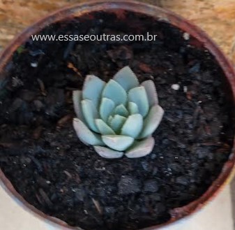 echeveria-humberto-villa-suculenta