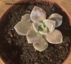 muda-da-suculenta-graptopetalum-snow-white-