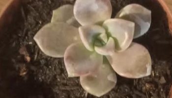 Graptopetalum Snow White – Foto da Muda e Como Cuidar