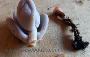 Podridão de Raiz nas Suculentas – Como Cuidar do Caule Seco