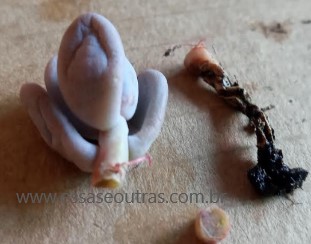 sedum-craigii-com-podridão-de-raiz