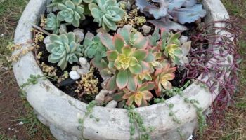 Remédio Caseiro com Fumo para Plantas – Como Fazer Inseticida