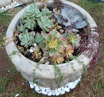 Remédio Caseiro com Fumo para Plantas – Como Fazer Inseticida