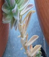Aeollanthus Parvifolius Benth – Foto da Muda e Como Cuidar