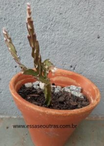 cacto-parafuso-pendente-como-fazer-muda-