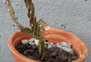Cacto Parafuso Pendente – Suculenta Lepismium Cruciforme Spiralis