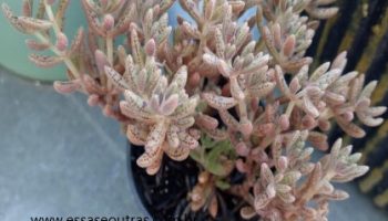 Crassula Humbertii – Foto da Muda, Floração e Cuidados