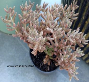 Crassula Humbertii – Foto da Muda, Floração e Cuidados