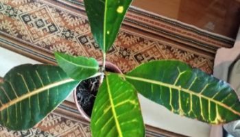 Cróton Variegata – Codiaeum Planta Ornamental de Folha Coloridas