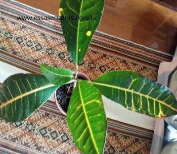 Cróton Variegata – Codiaeum Planta Ornamental de Folha Coloridas