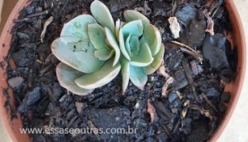 Echeveria Camisole – Foto da Muda, Como Cuidar, Rega, Substrato