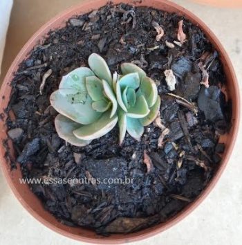 Echeveria Camisole – Foto da Muda, Como Cuidar, Rega, Substrato