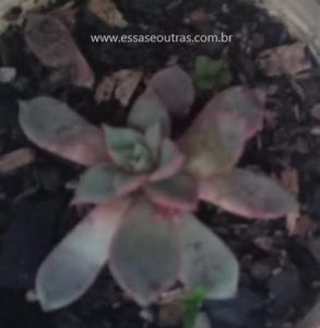muda-da-suculenta-graptopetalum-rusbyi-