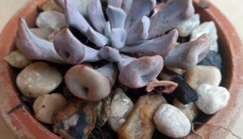 Echeveria Cupido – Foto da Muda da Suculenta Topsy Debbie
