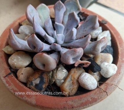 echeveria-cupido-hibrida-foto-