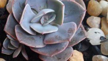 Echeveria Dust Rose – Suculenta Rosa Empoeirada – Foto da Muda