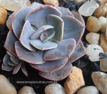 Echeveria Dust Rose – Suculenta Rosa Empoeirada – Foto da Muda