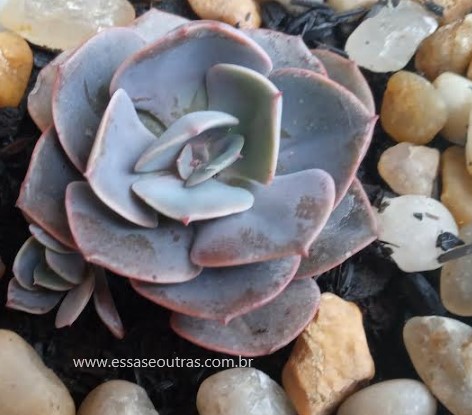 muda-da-echeveria-dust-rose-com-filhote-