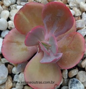 echeveria-gigantea-rose-muda-